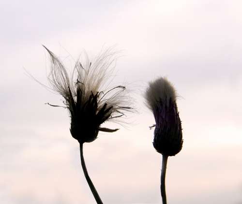 Flowers Flowers In Pairs Two Flowers