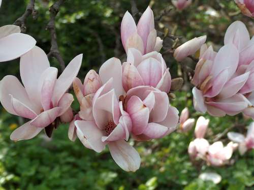 Flowers Spring Magnolia Full Bloom