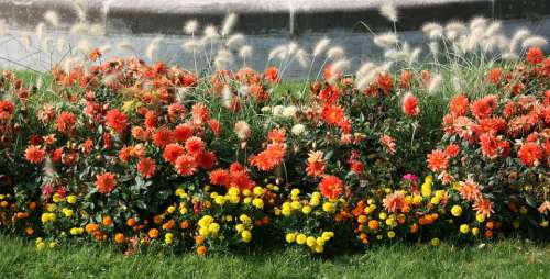 Flowers Garden Flowerbed Spring