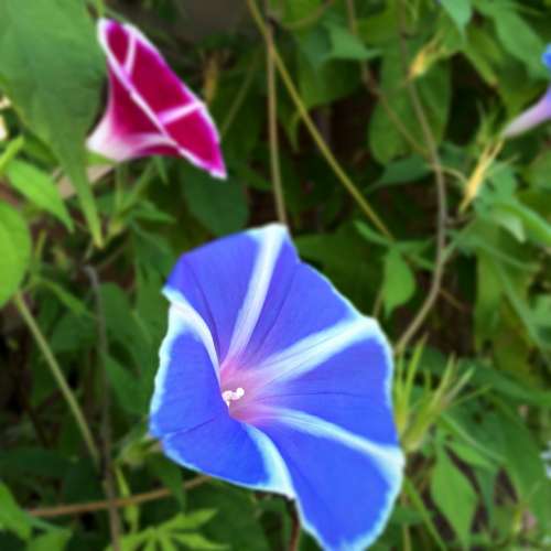 Flowers Morning Glory