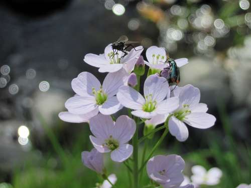 Flowers Flower Insect Beetle Fly Plant White