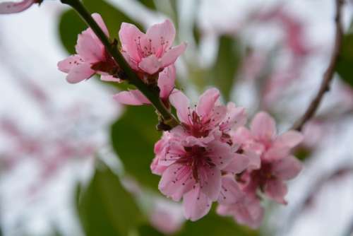 Flowers Spring Cherries Nature Plant Bloom