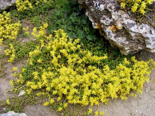 Flowers Yellow Plants Rock Stone