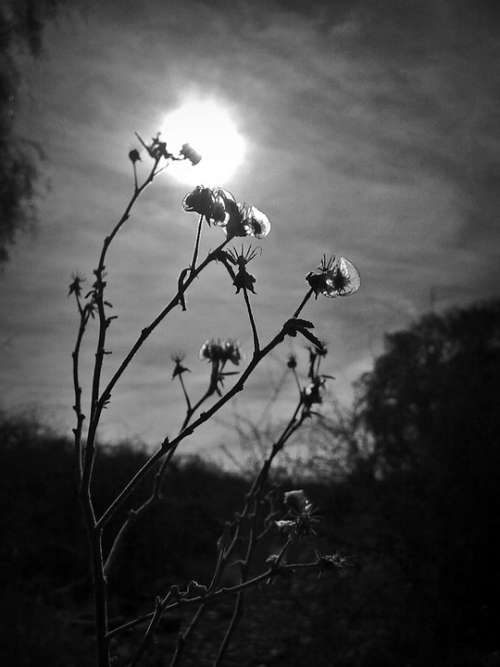 Flowers Esierto Black And White Sun Backlight