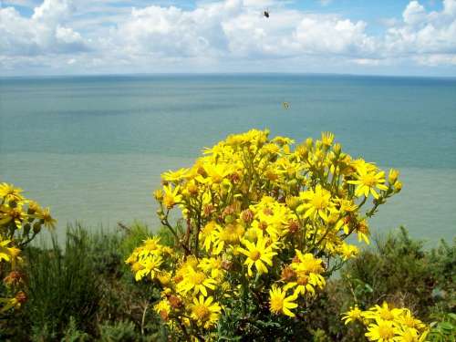 Flowers Sea Insects Flora Fauna Landscape Clouds