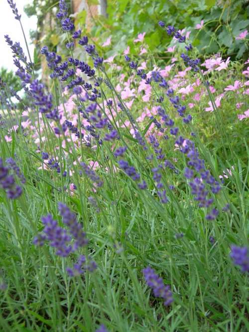 Flowers Nature Lavender Fragrant Aromatic