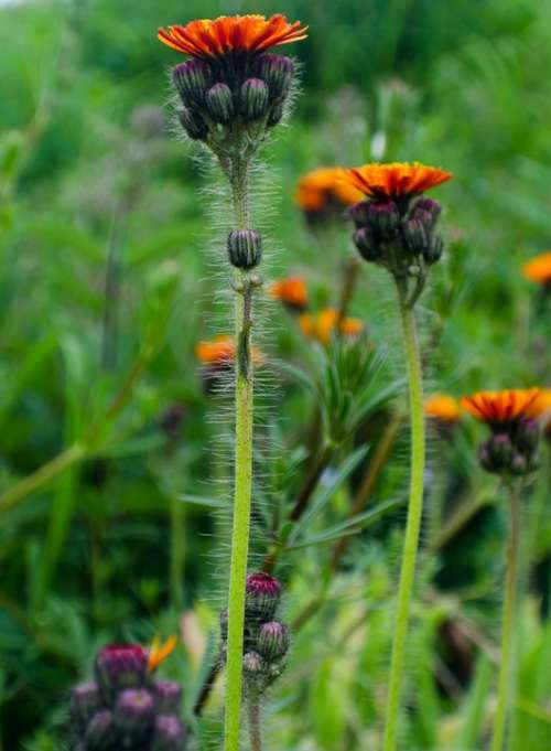 Flowers Flower Plants Nature Macro Background