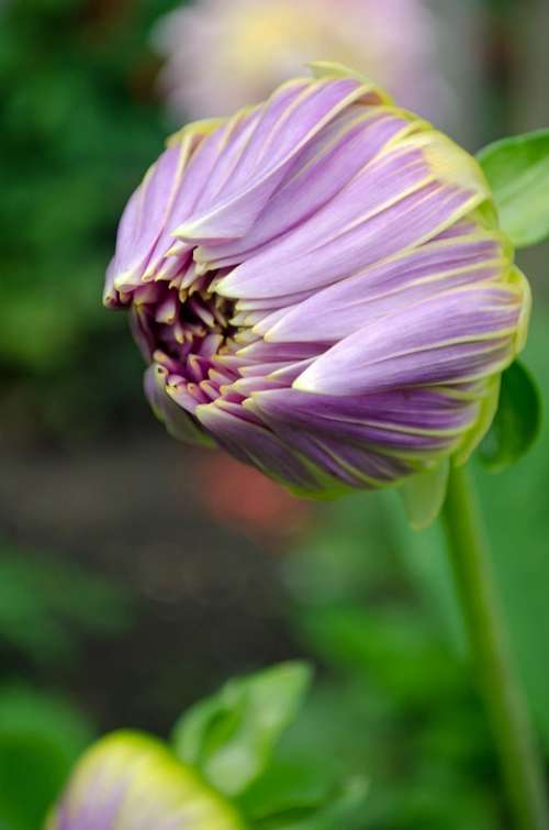 Flowers Flower Plants Nature Macro Background