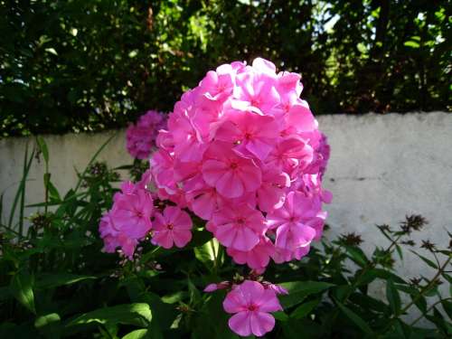 Flowers Pink Color Summer Sunshine Wall Garden