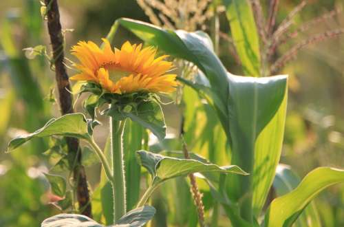 Flowers Helianthus Sun Sunflower Sunflowers Yellow