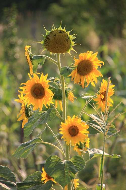 Flowers Helianthus Sun Sunflower Sunflowers Yellow