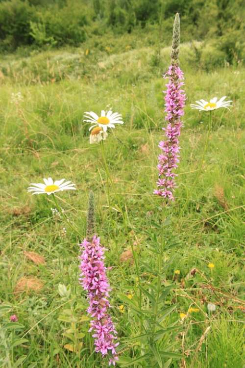 Flowers Herbs Loosestrife Lythraceae Lythrum