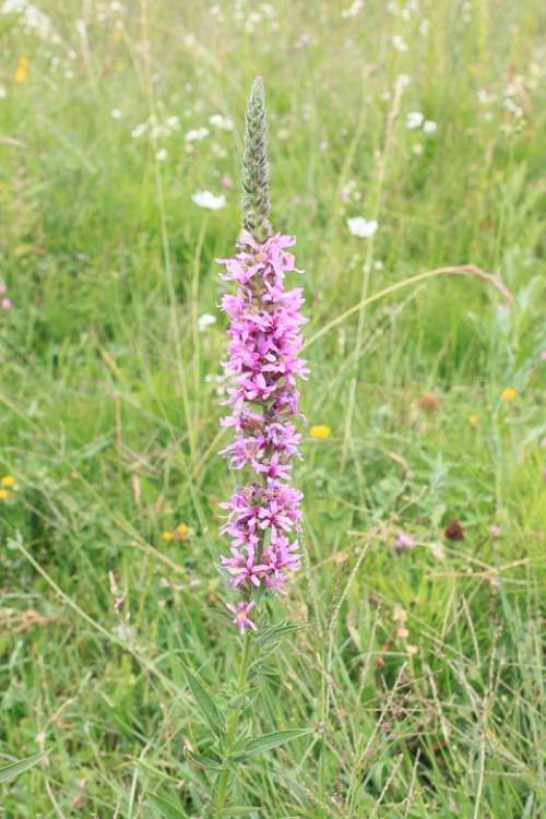 Flowers Herbs Loosestrife Lythraceae Lythrum