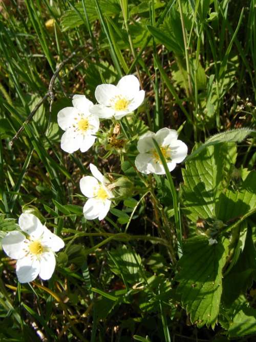 Flowers Forest Green Strawberries White Wild