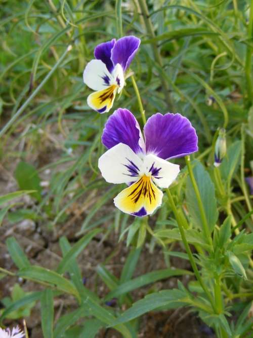 Flowers Garden Hybrid Multicolor Pansy Violets