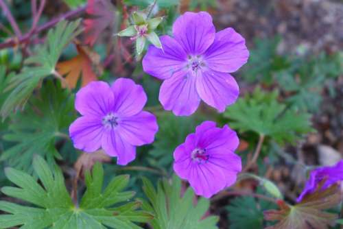 Flowers Purple Flowers Nature Summer Flowers