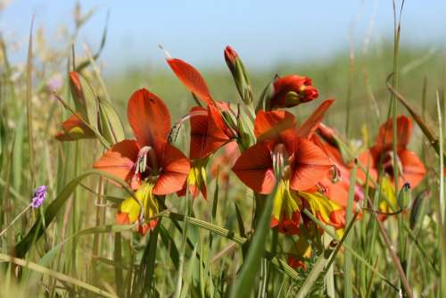 Flowers Landscape Plants Field Sky Clouds Nature