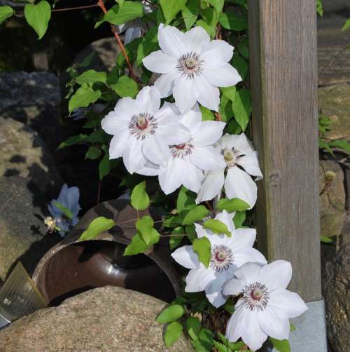 Flowers Summer Flora Garden Detail Cirrus White