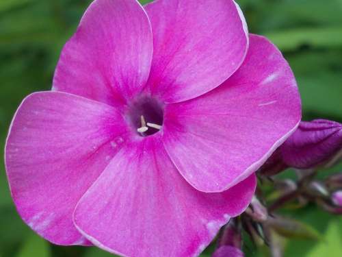 Flowers Pink Blossom Bloom Summer