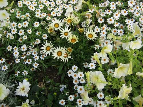 Flowers Blütenmeer Bed Discounts Decoration