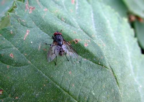 Fly Insect Animal