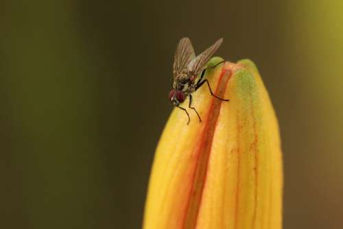 Fly Insect Close Up Animal Nature Macro Blossom