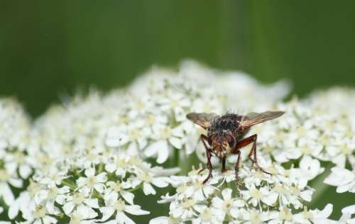 Fly Blossom Bloom Insect Close Up Animal Nature