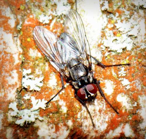 Fly Macro Animal Bug