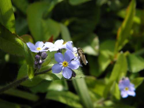Fly Insect Forget Me Not Blue Flower Forget My Not