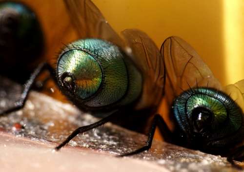 Fly Ass Anus Macro