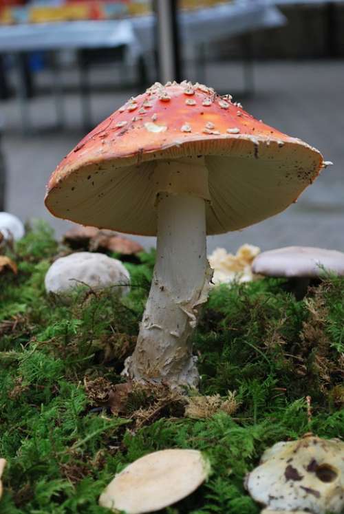 Fly Agaric Mushroom Luck Red White Toxic Knowledge