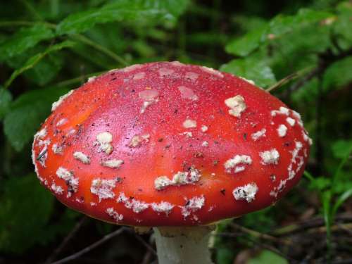 Fly Agaric Red Toxic Spotted Mushroom