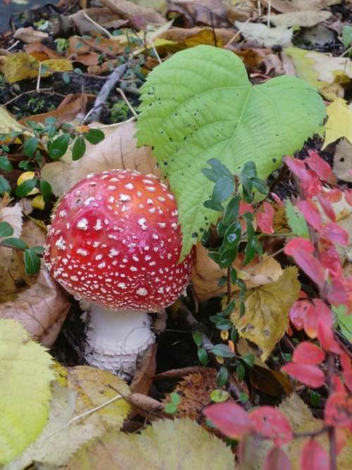 Fly Agaric Leaf Heart Shape Leaves Color Autumn