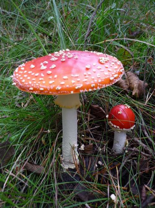 Fly Agaric Toxic Nature Forest Red Spotted