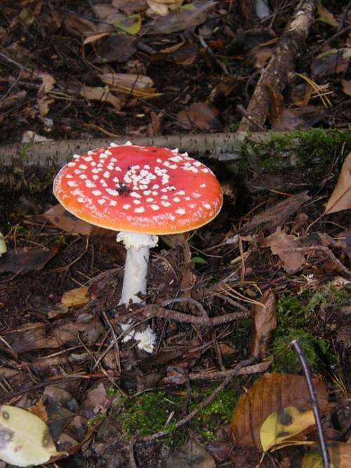 Fly Agaric Mushrooms Forest Autumn Colorful Leaves