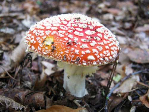 Fly Agaric Mushrooms Forest Autumn Colorful Leaves