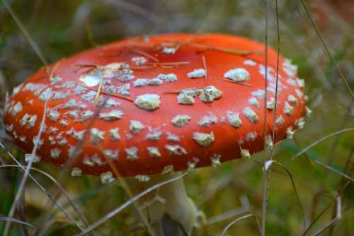 Fly Agaric Mushroom Toxic Forest Nature
