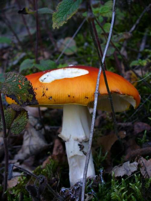 Fly Agaric Toxic Nature Forest Red Point