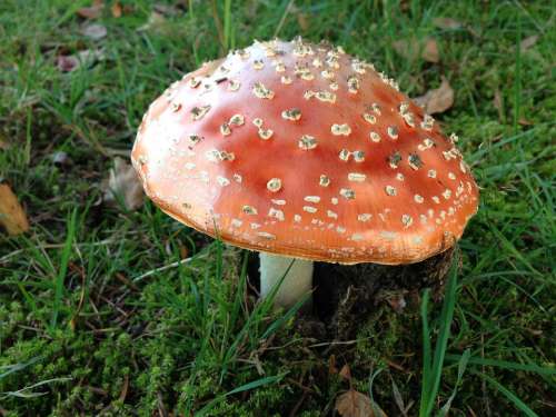 Fly Agaric Poison Toxic Unfit For Human Consumption