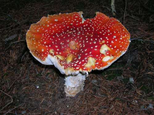 Fly Agaric Toadstool Sponge Mushroom Toxic Red