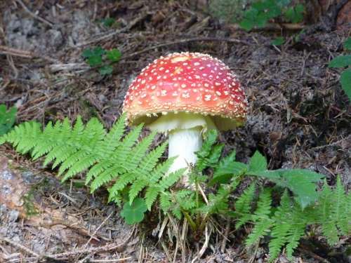 Fly Agaric Mushroom Spotted Red Fly Agaric Mushroom