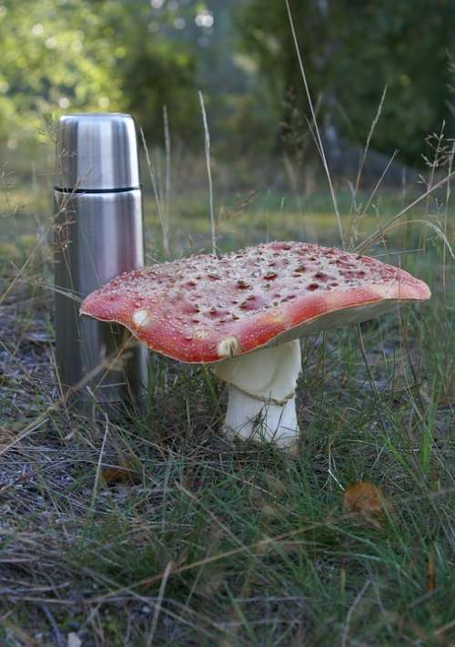 Fly Agaric Toxic Large Thermos Autumn Härjarö