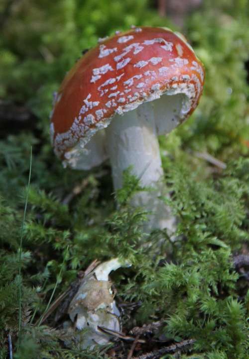 Fly Agaric Mushroom Autumn Forest Toxic