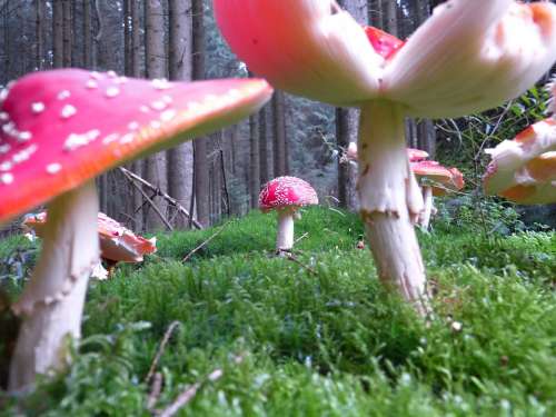 Fly Agaric Mushroom Mushrooms