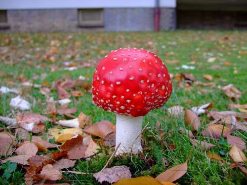 Fly Agaric Toadstool Toxic Red