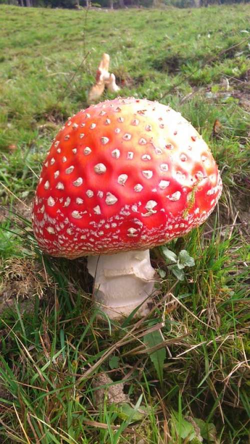 Fly Agaric Nature Colorful Red Green Risk Toxic