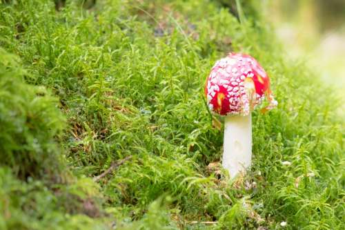 Fly Agaric Mushroom Toxic Nature Autumn Forest