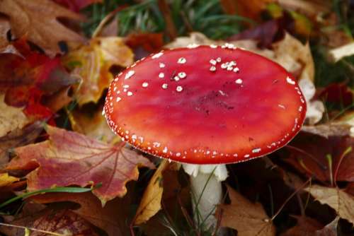 Fly Agaric Mushroom Leaves Autumn Nature Toxic