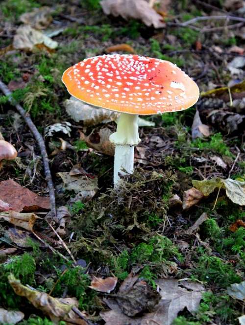 Fly Agaric Mushroom Forest Autumn Toxic Luck