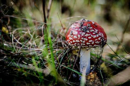 Fly Agaric Red Mushrooms Mushroom Poisoning Forest